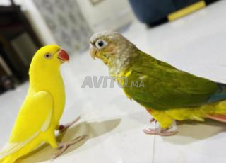 مدريسين الدار البيضاء