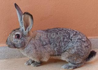 ذكر سانشيلا