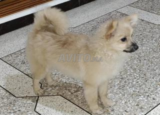 جرو سبيتز رائع