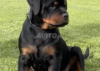 جرو روتويلر