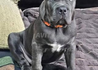 كلب Cane Corso ذو نسب