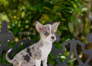 Exotique chihuahua bleu merle