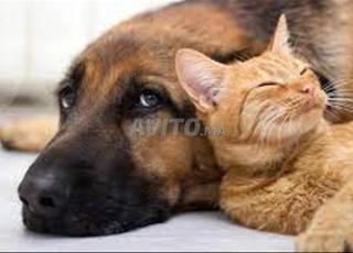 الحضانة لقططكم وكلابكم... راحة