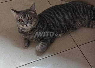 بريتش شورت هير 3 أشهر