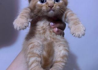 قطط سكوتيش ذكور