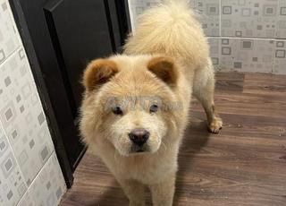 كلب تشاو تشاو