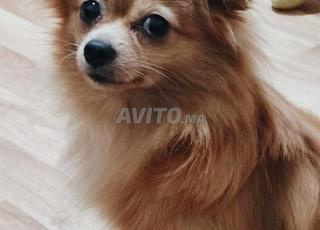 تشيواوا ذو شعر طويل