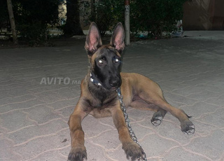 مارينوا للبيع 1000