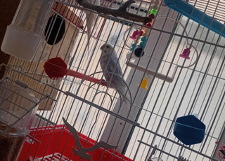 زوج بادجي للبيع