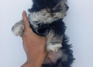 Bichon havanais chiot