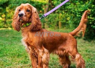 جرو كوكر سبنييل