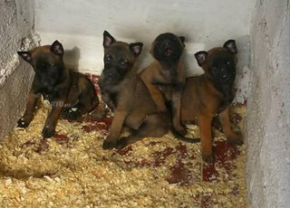 Chiots malinois