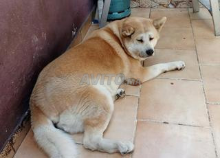 كلب أكيتا إينو