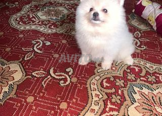 أنتى سبيتز بيضاء