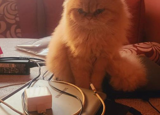 Chatte Persan a vendre avec son Carnet de vaccin