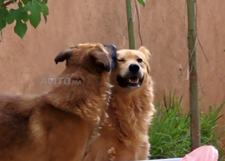 deux chiens gratuits