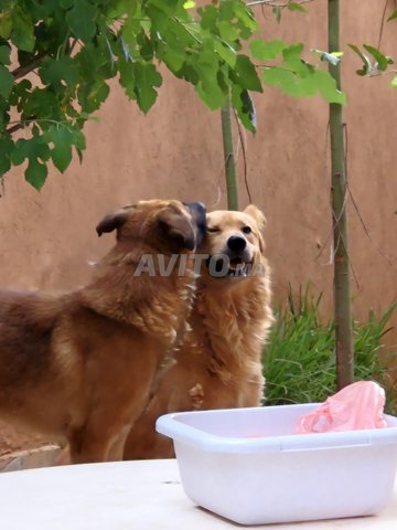 deux chiens gratuits