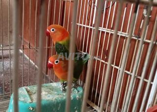 جويجة بالقفص ديالها