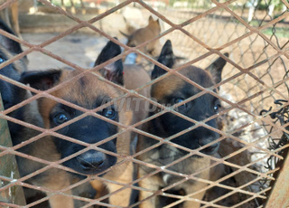 chiots malinois 700dh