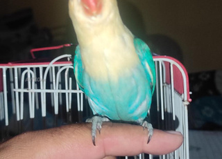 بار أزرق مدريسر