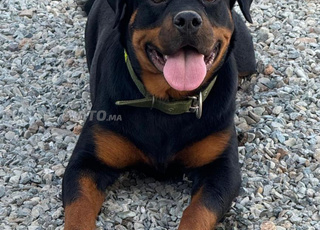 Rottweilers & Cane Corso