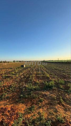 ضيعة سيدي علال البحراوي 4.4 هكتار