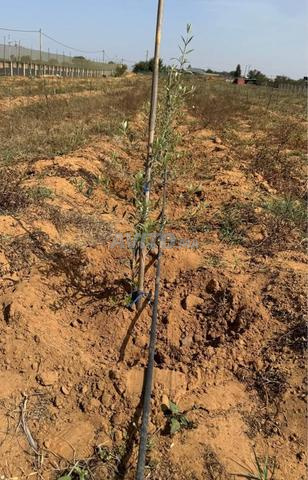 ضيعة سيدي علال البحراوي 4.4 هكتار