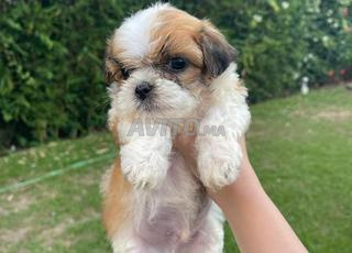 Shih Tzu nain