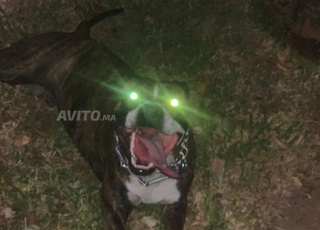 Animaux Domestique, à vendre