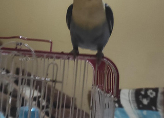 باربلو مدرسي