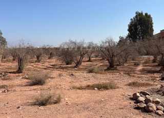 Terrain 3900 m2 à vendre à Issen