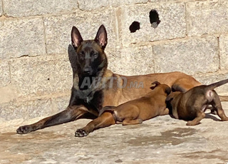 chiots malinois