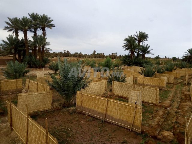 Terrain agricole de 6500 m² à vendre