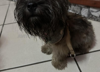 بيشون كانيش للبيع