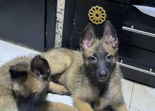 جرو مالينو بيج