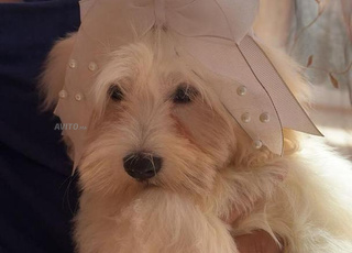  زنقة الجهاد