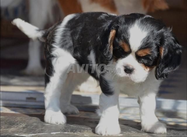 Cavalier King Charles