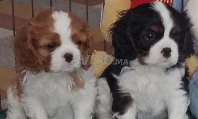 Cavalier King Charles - 2