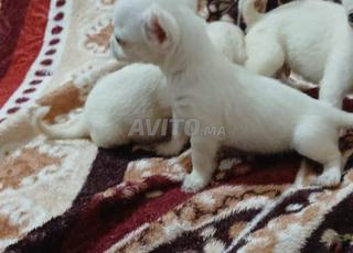 كلاب شيه تزو