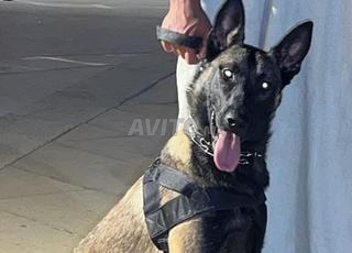 مالينوا شاربوني سلالة اصلية ✅