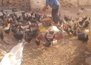 بيع دجاج بلدي بالجملة وبالتقسيط