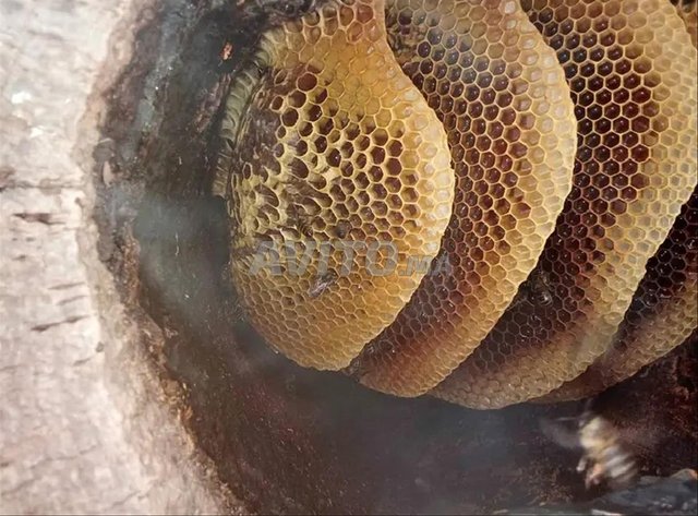 عسل النحل حر