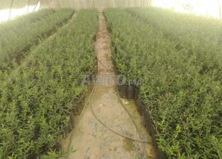 🌳 Oliviers soigneusement sélectionnés