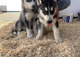 Chiots husky vaccinés