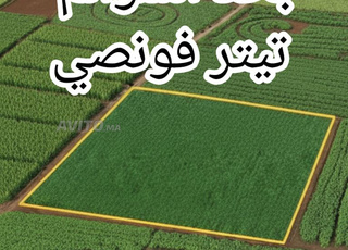 Terrain agricole 1 hectare Titre foncier à Had Soualem