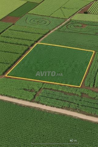 أرض فلاحية 1 هكتار محفظة بحد السوالم - 2