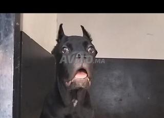 Cane corso