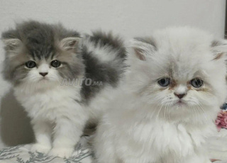 Chat persan race pure