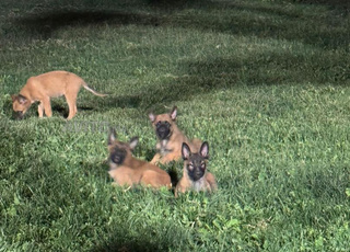 Malinois race pure