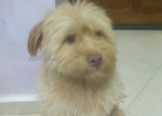 Chien bichon